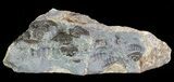 Ammonite Fossil Slab - Marston Magna Marble #63505-2